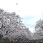 20170406上野桜吹雪